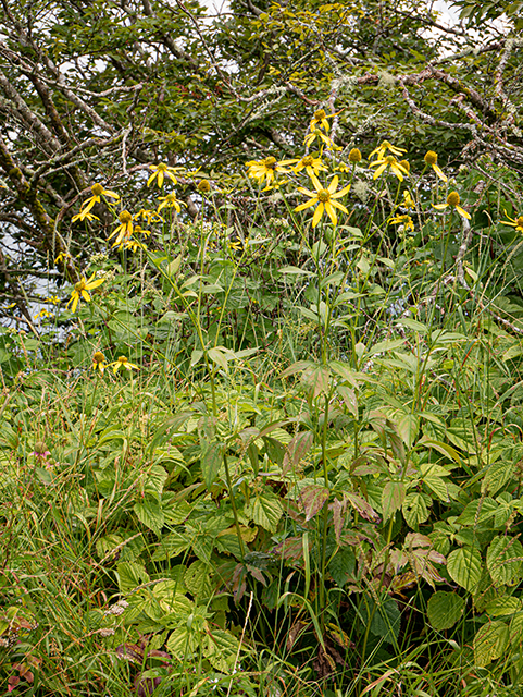 Rudbeckia laciniata (Green-headed coneflower) #84018
