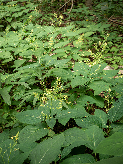 Collinsonia canadensis (Richweed) #84032