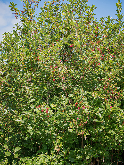 Ilex verticillata (Common winterberry) #84142