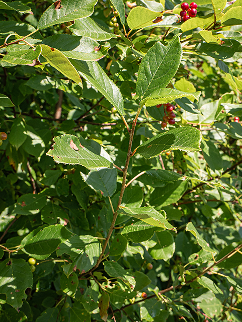 Ilex verticillata (Common winterberry) #84143