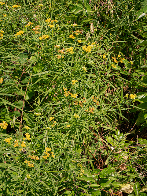 Euthamia graminifolia (Flat-top goldentop) #84167