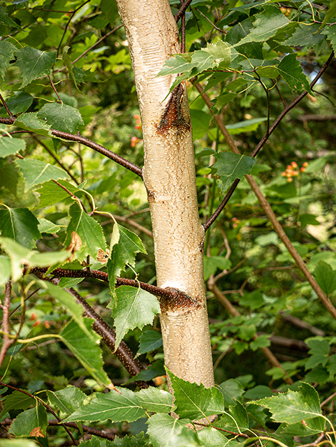 Betula populifolia (Gray birch) #84211