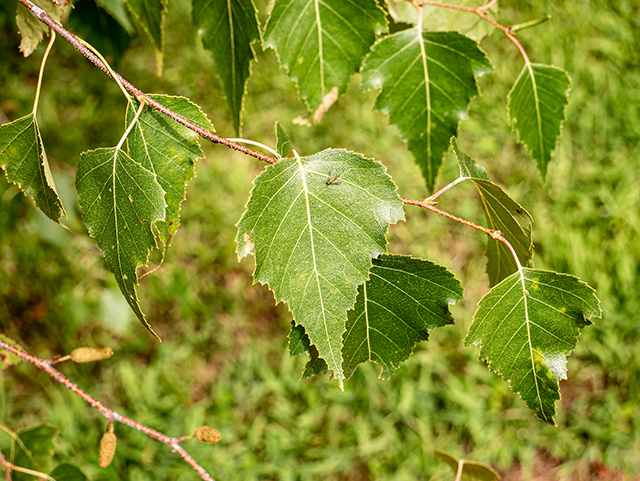 Betula populifolia (Gray birch) #84212