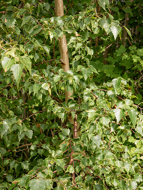 Betula populifolia (Gray birch) #84213