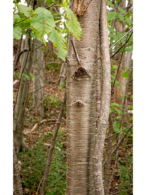 Betula papyrifera (Paper birch) #84237