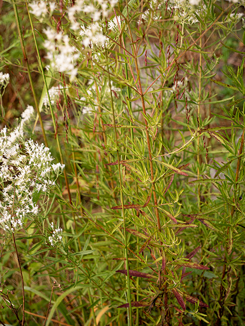 Eupatorium hyssopifolium (Hyssopleaf thoroughwort) #84305