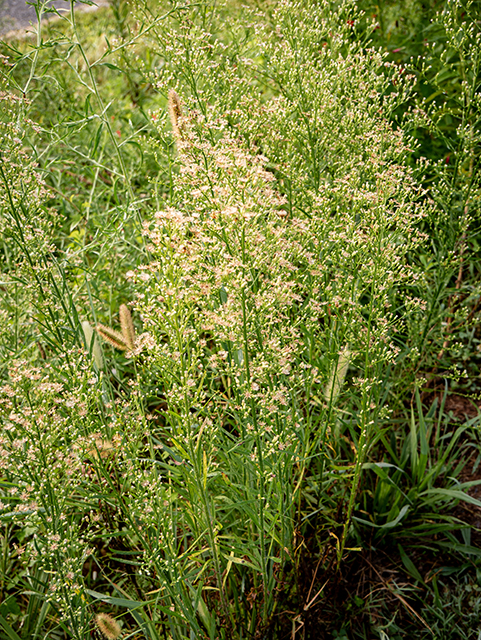 Conyza canadensis (Horseweed) #84310
