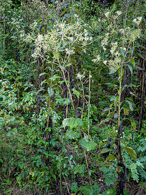 Arnoglossum atriplicifolium (Pale indian plantain) #84330