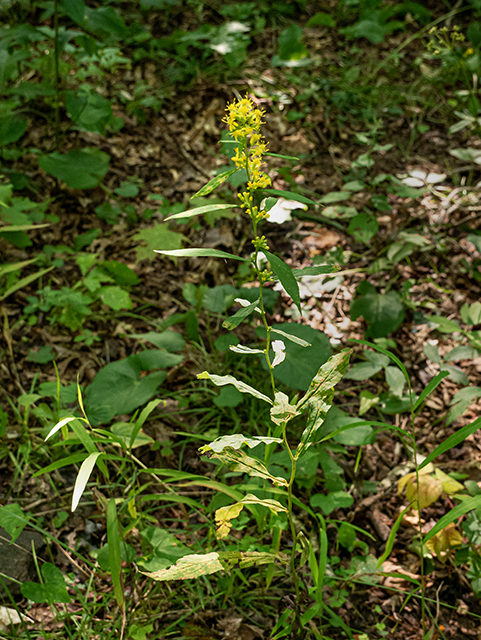 Solidago curtisii (Mountain decumbent goldenrod) #84348