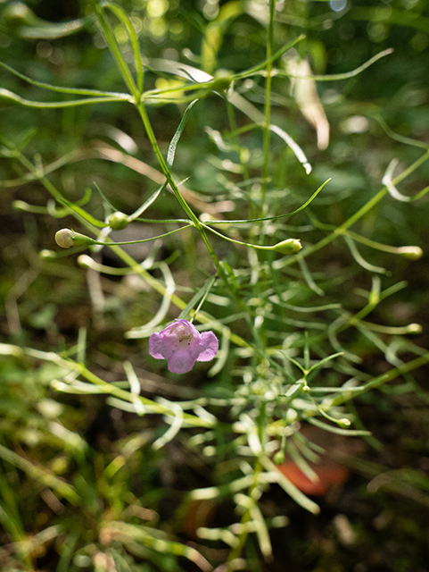 Agalinis tenuifolia var. tenuifolia (Slenderleaf false foxglove) #84350