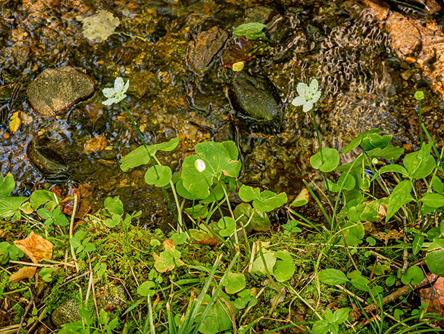 Parnassia asarifolia (Kidneyleaf grass-of-parnassus) #84413
