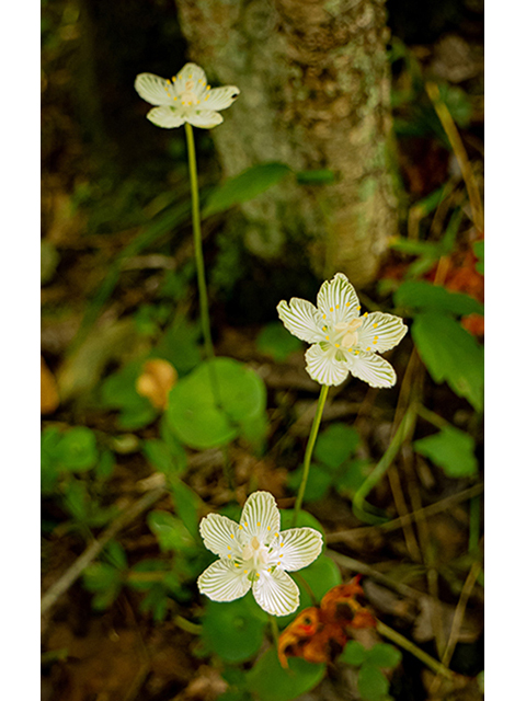 Parnassia asarifolia (Kidneyleaf grass-of-parnassus) #84415