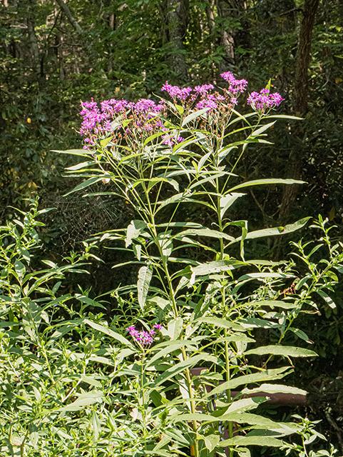 Vernonia noveboracensis (New york ironweed) #84540