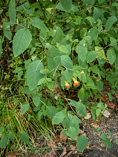 Impatiens capensis (Jewelweed) #84562