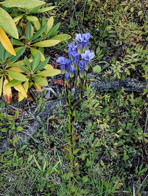 Gentianopsis crinita (Greater fringed gentian) #84579