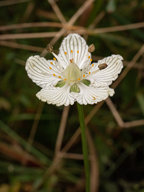 Parnassia asarifolia (Kidneyleaf grass-of-parnassus) #84620