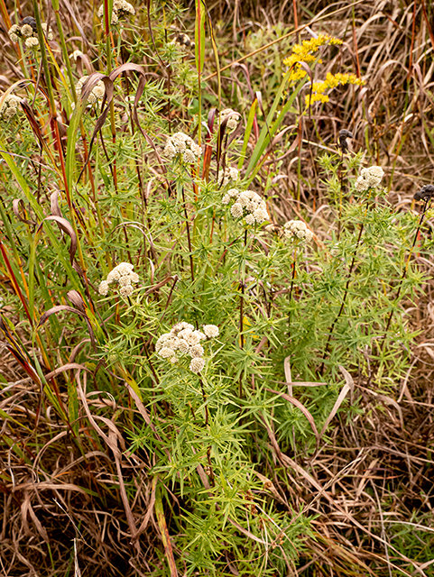Pycnanthemum virginianum (Virginia mountain mint) #84652
