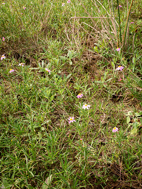 Coreopsis rosea (Pink tickseed) #84672