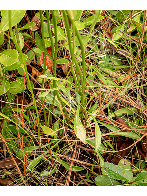 Bigelowia nudata ssp. nudata (Pineland rayless goldenrod) #84750
