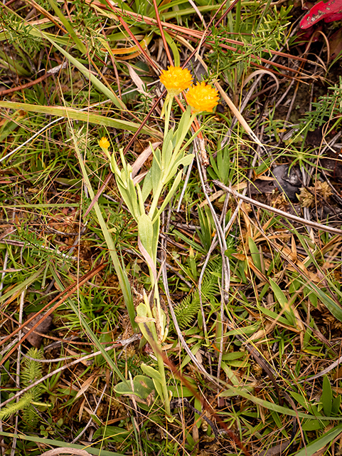Polygala lutea (Orange milkwort) #84798