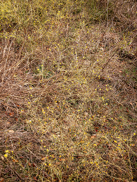 Amphiachyris dracunculoides (Prairie broomweed) #84811
