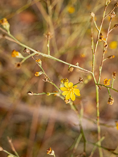 Amphiachyris dracunculoides (Prairie broomweed) #84812