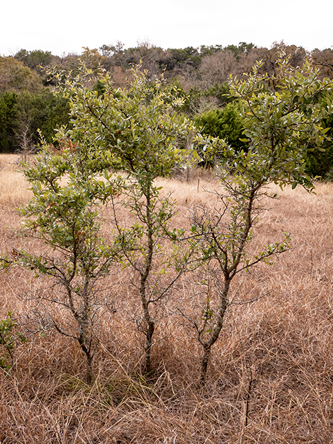 Quercus sinuata var. breviloba (White shin oak) #84813