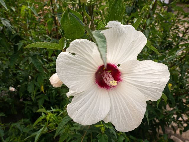 Hibiscus laevis (Halberdleaf rosemallow) #84850