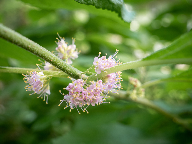 Callicarpa americana (American beautyberry ) #84851