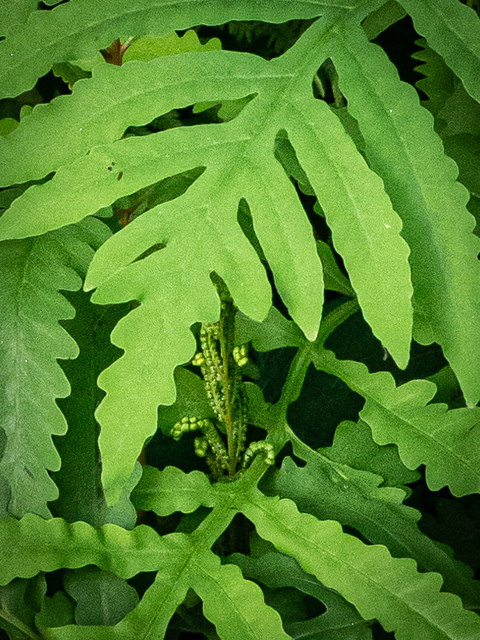 Onoclea sensibilis (Sensitive fern) #84864