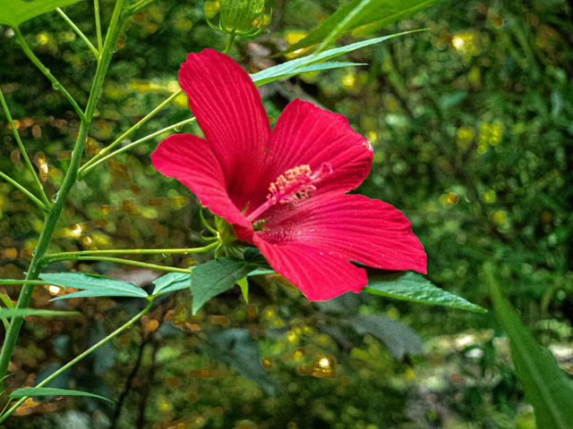 Hibiscus coccineus (Scarlet rosemallow) #84868