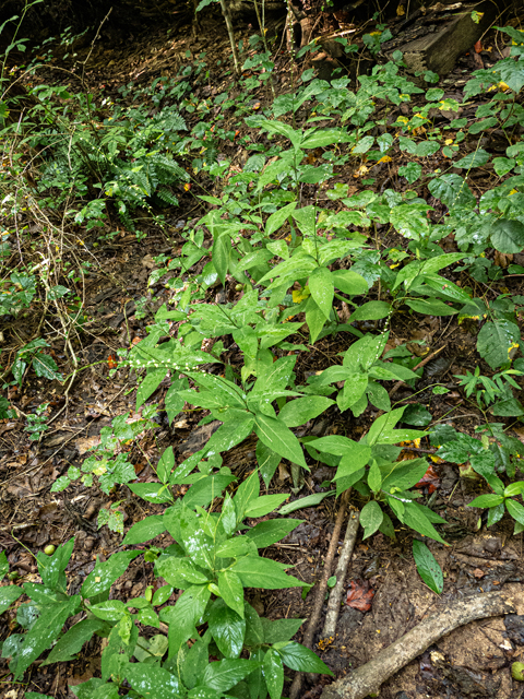 Polygonum virginianum (Jumpseed) #84894