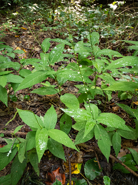 Polygonum virginianum (Jumpseed) #84895