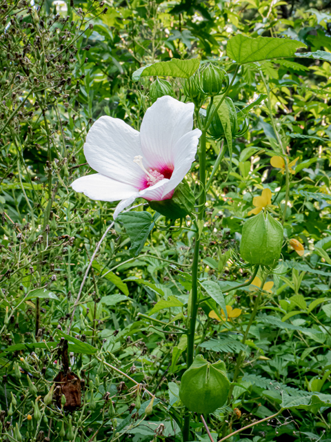 Hibiscus laevis (Halberdleaf rosemallow) #84901