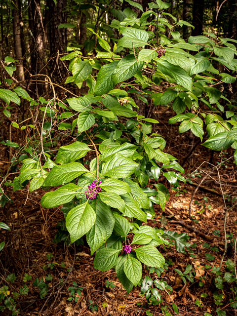 Callicarpa americana (American beautyberry ) #84919