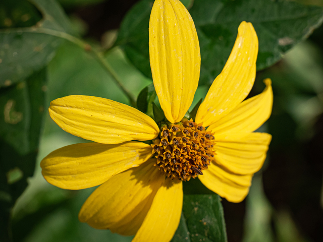 Helianthus strumosus (Paleleaf woodland sunflower) #84983