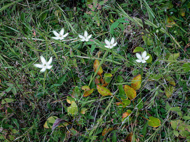 Parnassia grandifolia (Largeleaf grass-of-parnassus) #85049