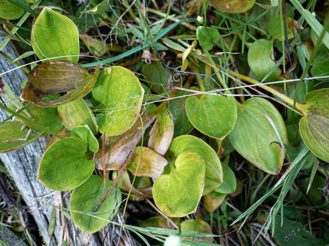 Parnassia grandifolia (Largeleaf grass-of-parnassus) #85053