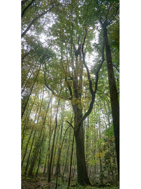 Oxydendrum arboreum (Sourwood) #85189
