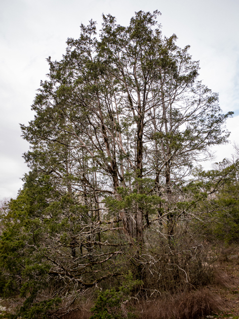 Juniperus virginiana (Eastern red cedar) #85270