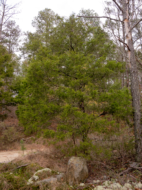 Juniperus virginiana (Eastern red cedar) #85271