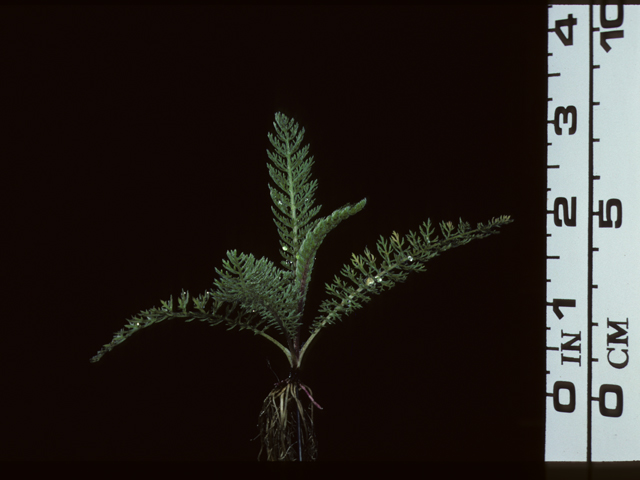 Achillea millefolium (Common yarrow) #20213
