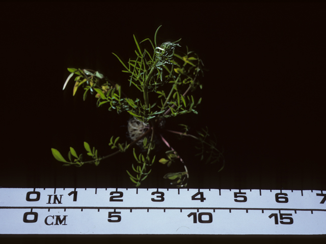 Coreopsis tinctoria (Plains coreopsis) #20225