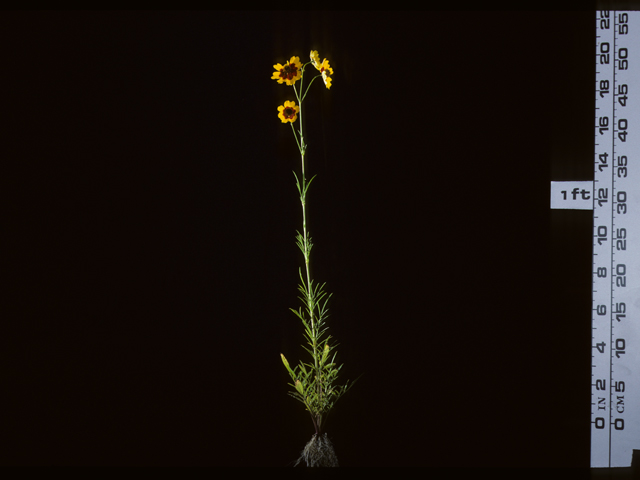 Coreopsis tinctoria (Plains coreopsis) #20227