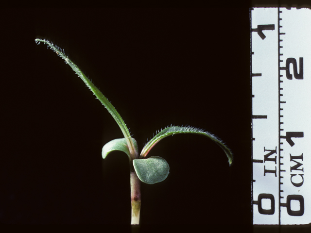 Echinacea angustifolia (Black samson) #20261