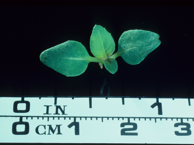 Oenothera elata ssp. hookeri (Hooker's evening-primrose) #20505