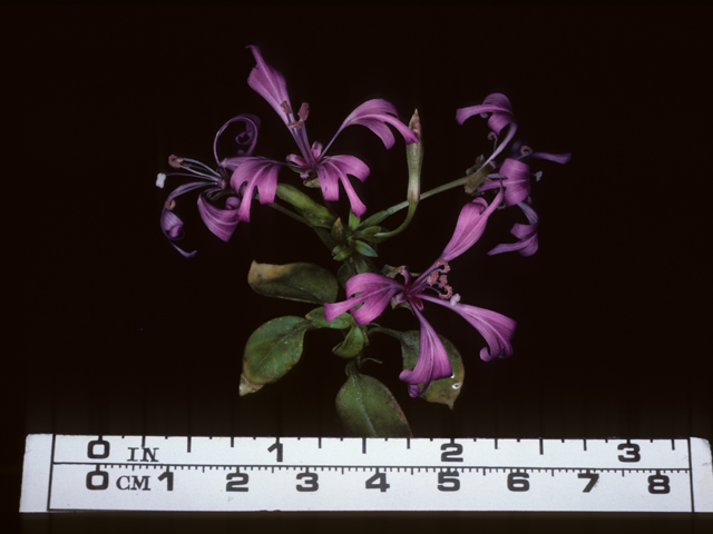 Clarkia concinna (Red ribbons) #20359