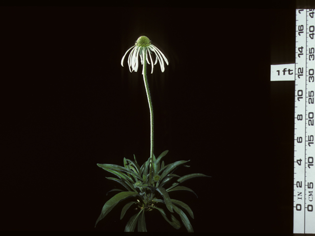 Echinacea angustifolia (Black samson) #20378