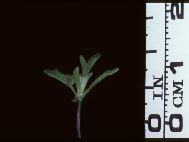 Eriophyllum confertiflorum (Golden yarrow) #20381