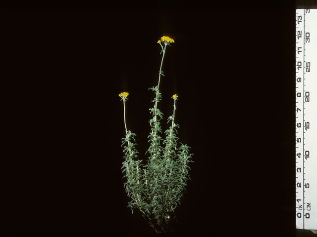 Eriophyllum confertiflorum (Golden yarrow) #20383